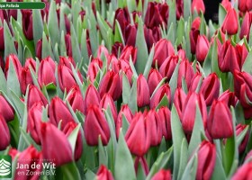 Tulipa Pallada (3)